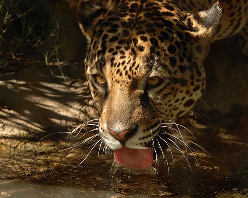 Paramaribo Zoo